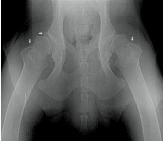 Рентгеновские снимки на дисплазию для РКФ в ветеринарной клинике 